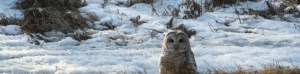 >whether or not report...Dangerous out there By Gary Fultz