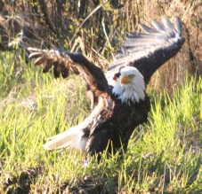 Still wet from his bath he is hanging out his wings in the slight breeze to dry