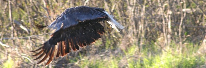 bald Eagle flying by