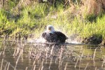 Bald eagle shaing off the bath water