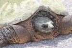 snapping turtle
