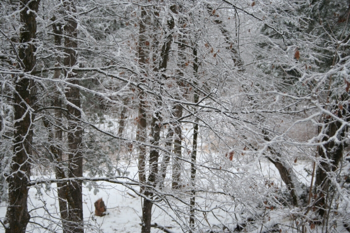 Forest covered in snow crystals