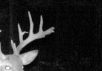 The trail cam says he is here often!