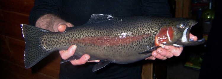 island lake rainbow