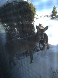 Deer in Shell Lake 2