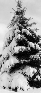 Winter in shell lake 1