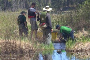 Hunting for mikes Cell Phone BWCA 2014 email