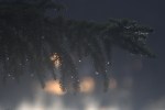 Wolf in the Picture BWCA 2014 email