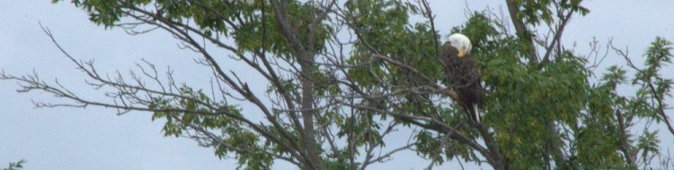 Bald eagle Preening email