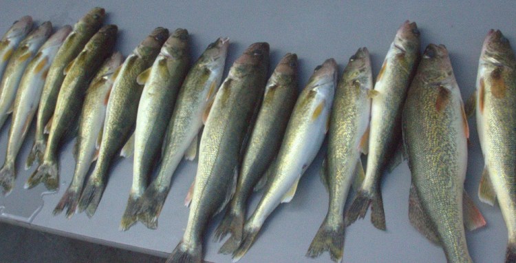 Walleye fish camp edit