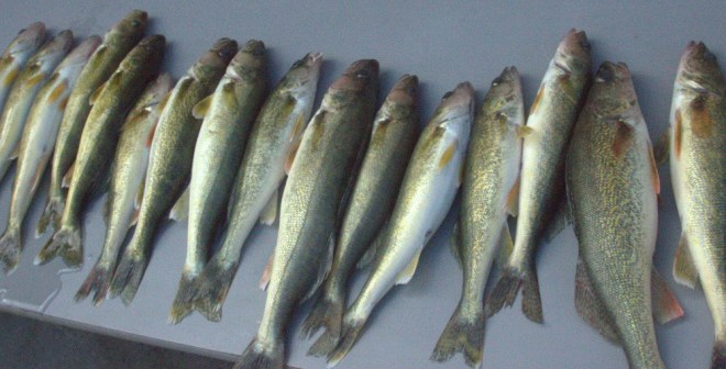 Walleye fish camp edit