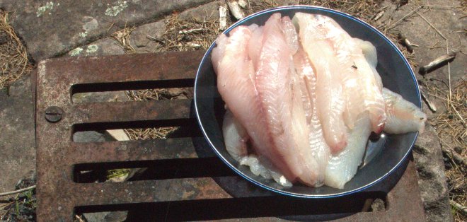 Nice walleye fillets