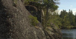 All kinds of trees on the rocks
