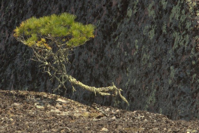 Tree in the Rock