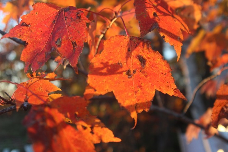 Battered fall maple email