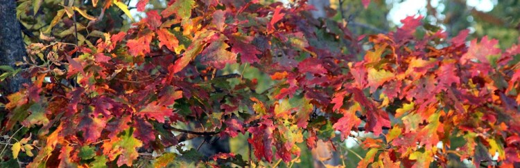 Oaks turning color e mail