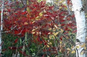 Sumac colors email