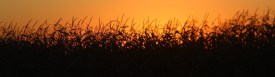 Sunset through the corn email