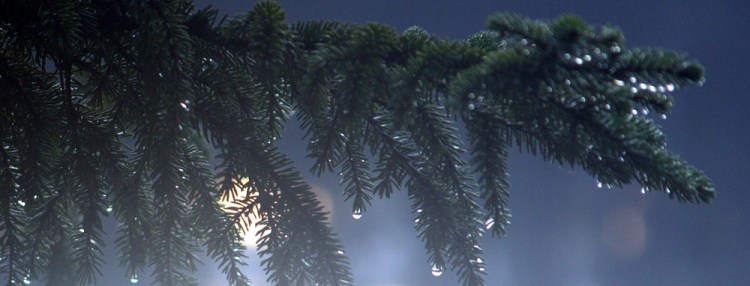 Wolf in the Picture BWCA cropped email