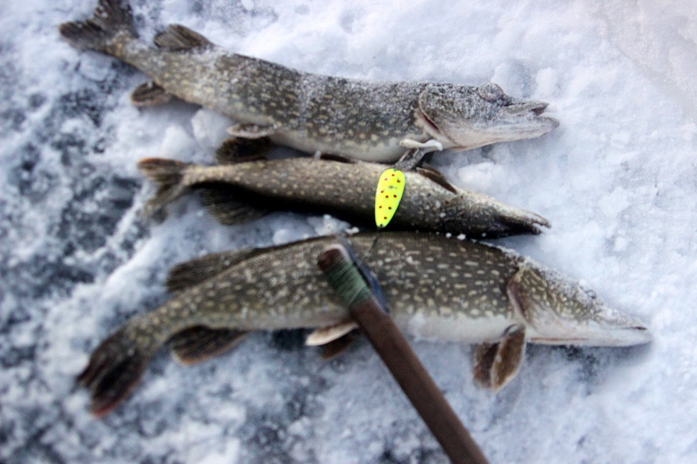 Winter Pike on a spoon email