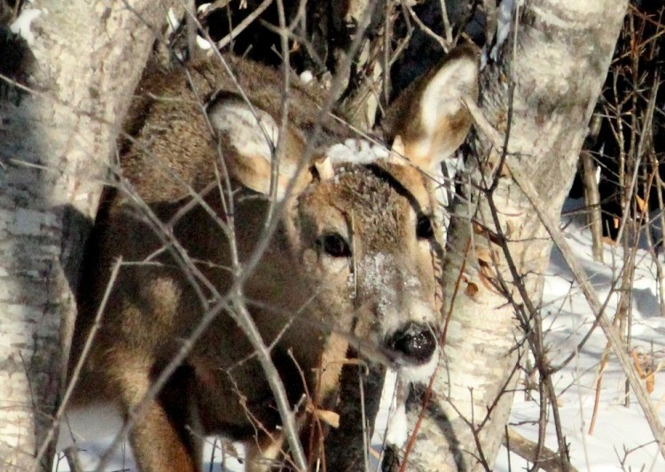 Broken antler deer eml