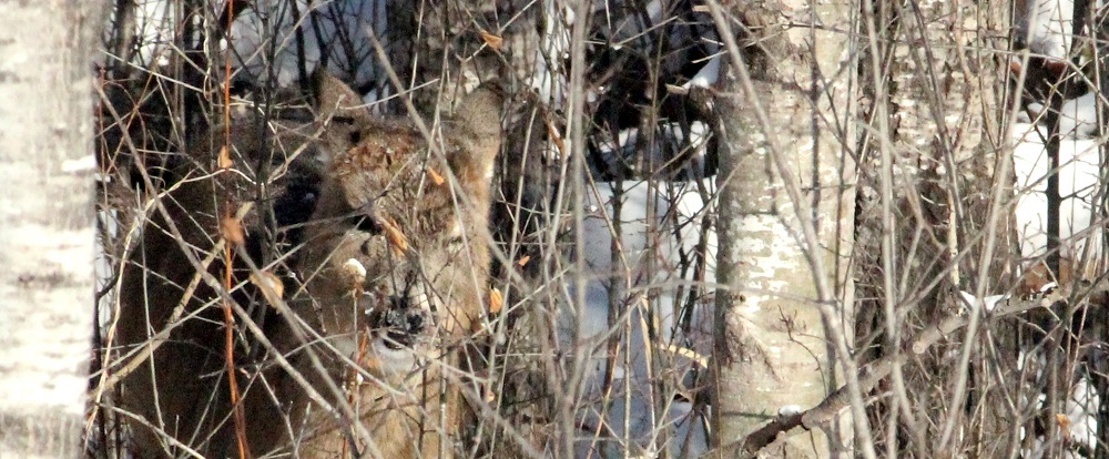 Deer at -50 wind chill eml