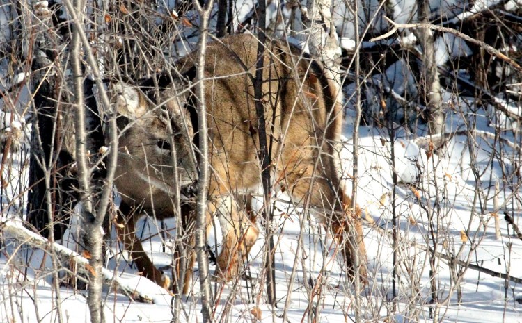 Winter Deer 12 30 17 eml