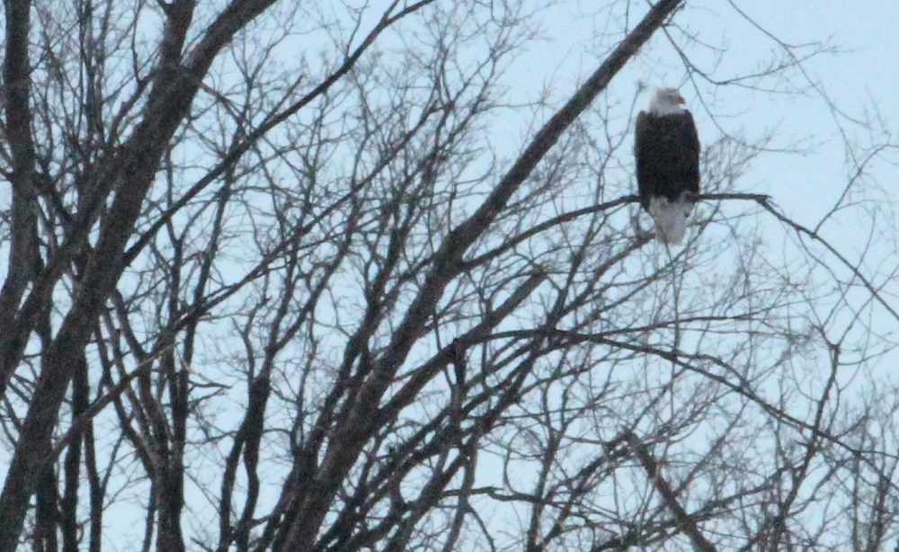 eagle cp eml.jpg