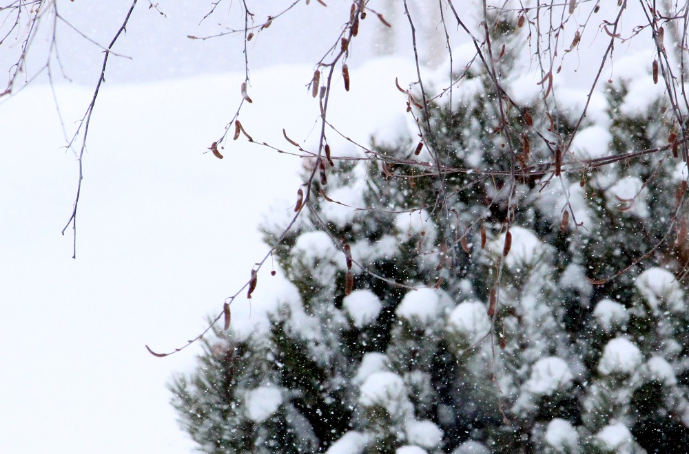 Snowing cp eml