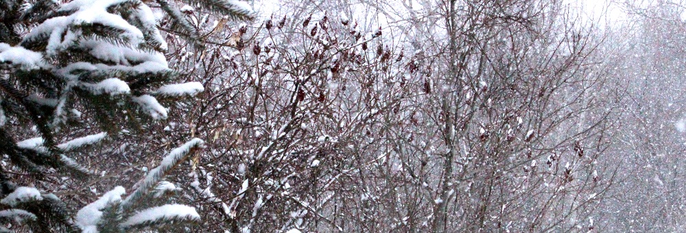 snowy yard ed eml