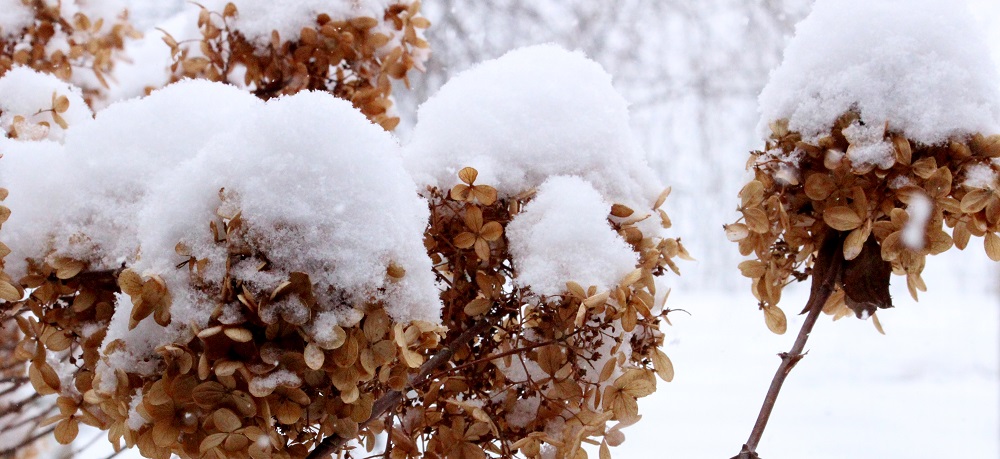 winter Hydrenga 2 cp eml