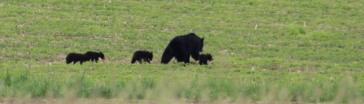 Bears 5 Pan