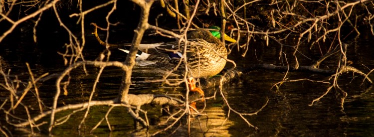 ducks eml