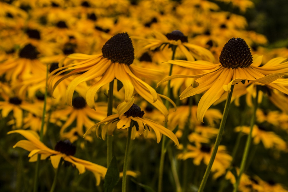 black eyed susans LT eml