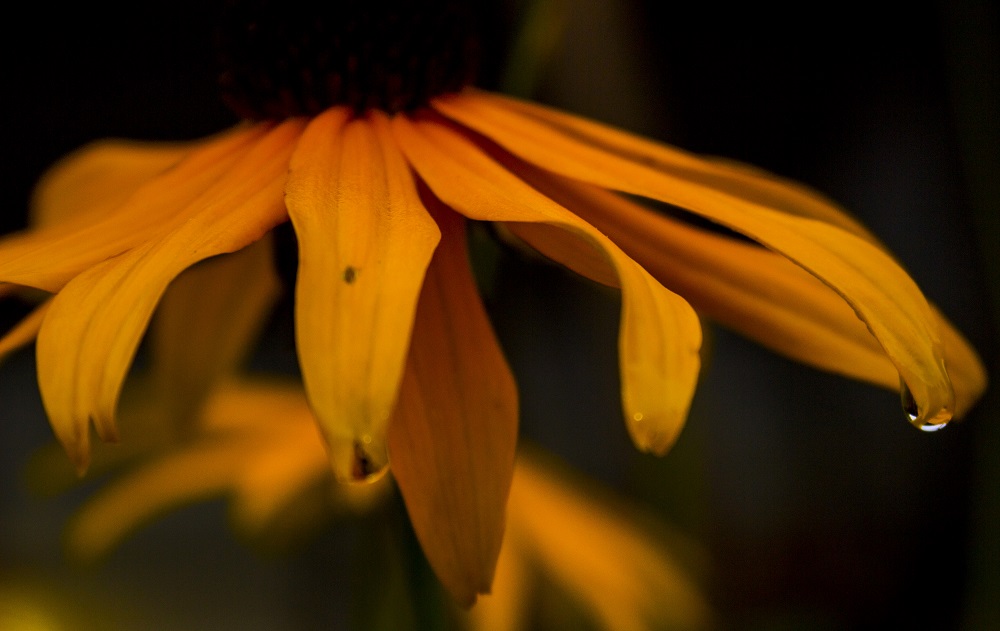 Dew Drop early Morning cp3 eml