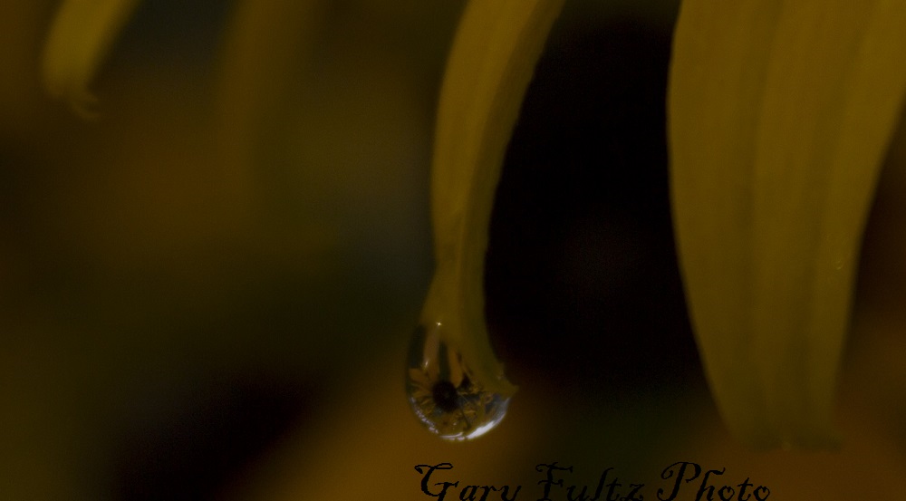 Dew Drop GF Photo