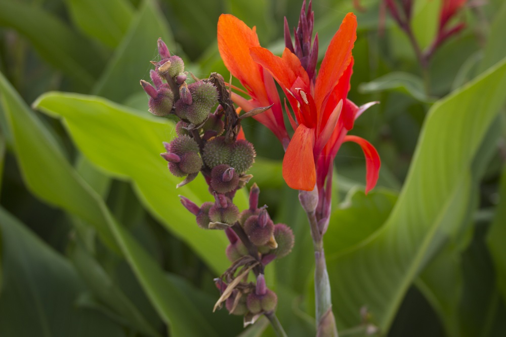 flower 4 eml