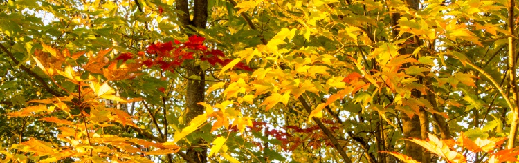 Oak and maple