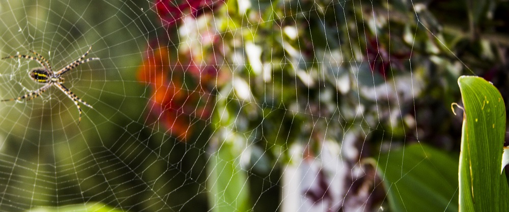 spider web 2eml