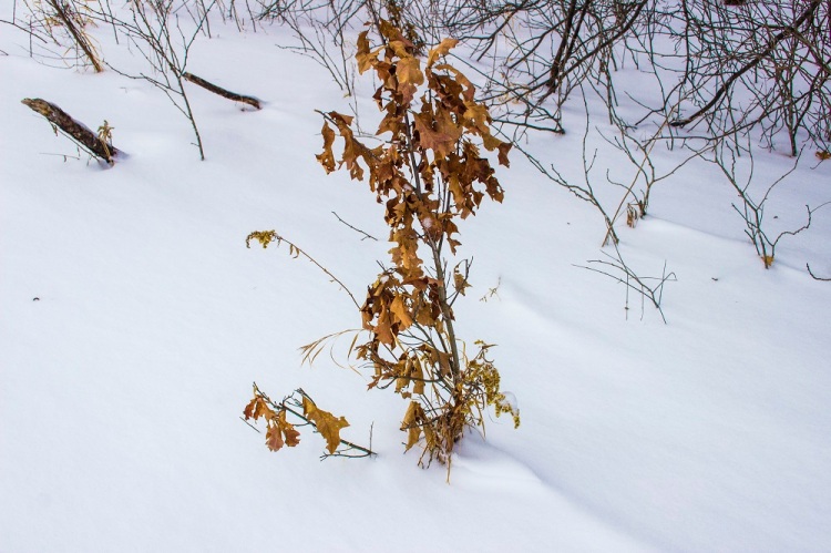 Fall Oak in winter eml