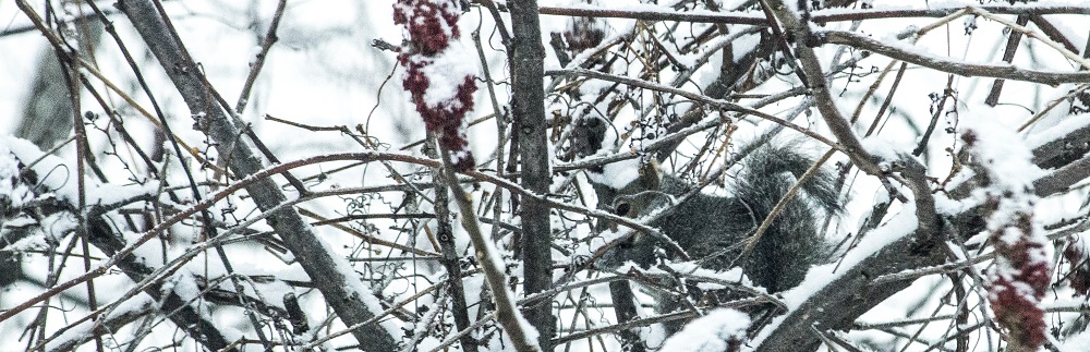 Gray Squirrel in sumac 2eml