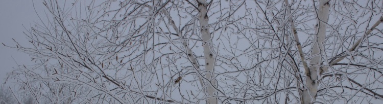 Frosty birch eml