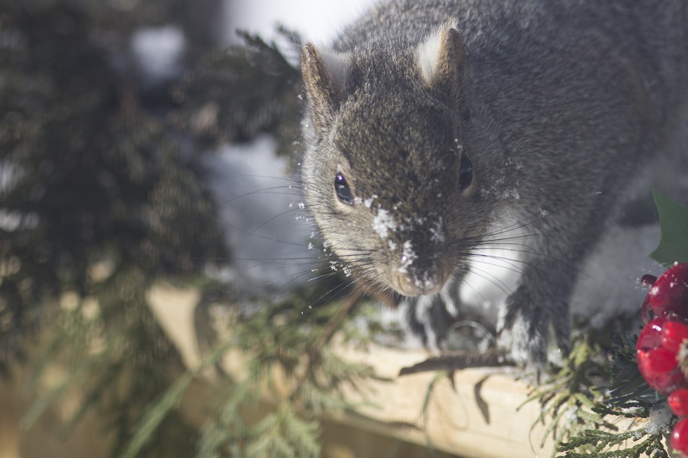 It's Christmas and you put out fake food. 